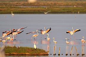 Salina di Comacchio - fenicotteri roisa